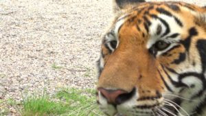 I-Saw-a-Tiger-lyrics