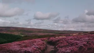 Heather-On-The-Hill-Lyrics-Nathan-Evans